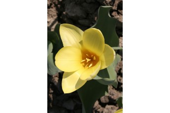 YELLOW EMPEROR